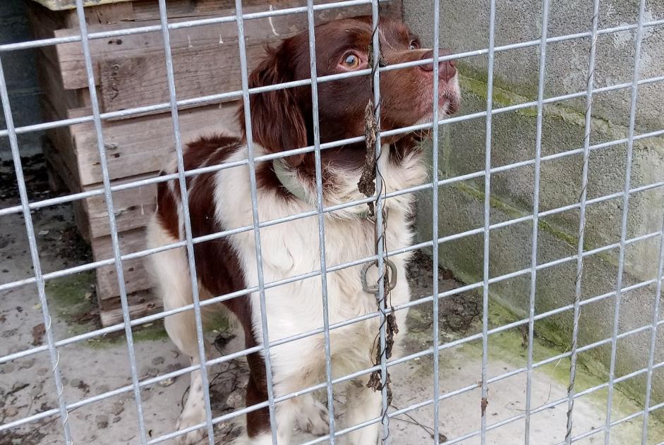 Fundmeldung Hund  Männliche Montsenelle Frankreich