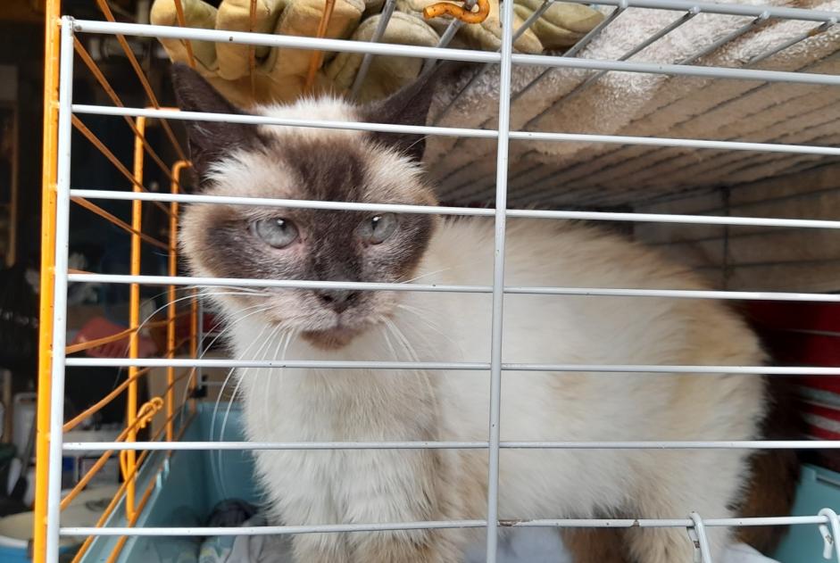 Fundmeldung Katze  Unbekannt Orval sur Sienne Frankreich