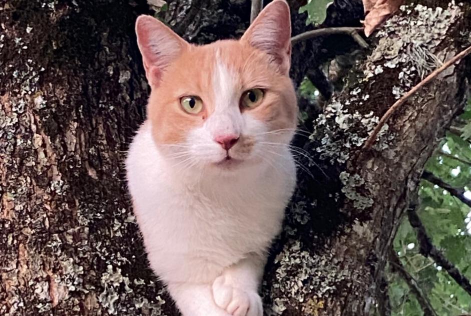 Alerte Disparition Chat  Mâle , 2 ans Vergt France