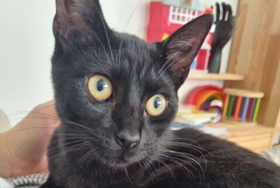 Alerte Disparition Chat croisement Mâle , 1 ans Donville-les-Bains France