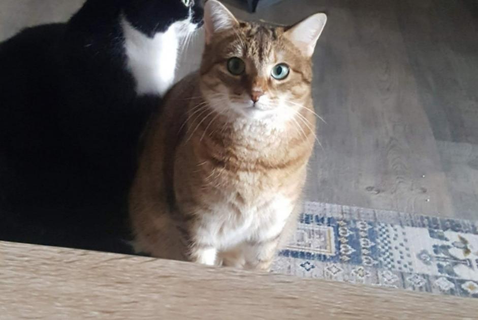 Avviso scomparsa Gatto  Femmina , 2 anni Ballancourt-sur-Essonne Francia