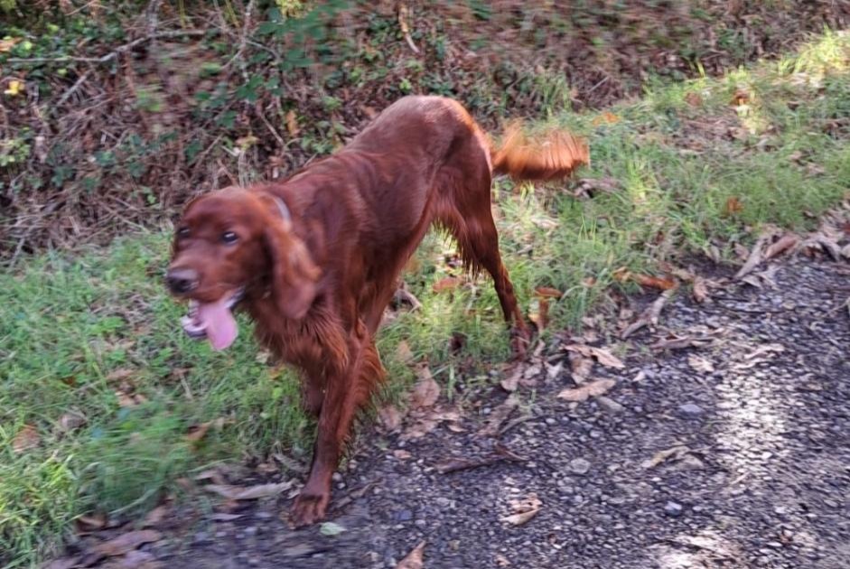 Ontdekkingsalarm Hond  Mannetje Saint-Germain-sur-Ay Frankrijk